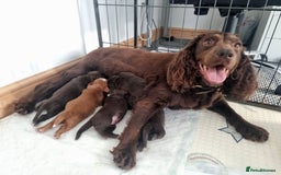 Cocker Spaniel dogs for sale: KC registered cocker spaniels - Image 2
