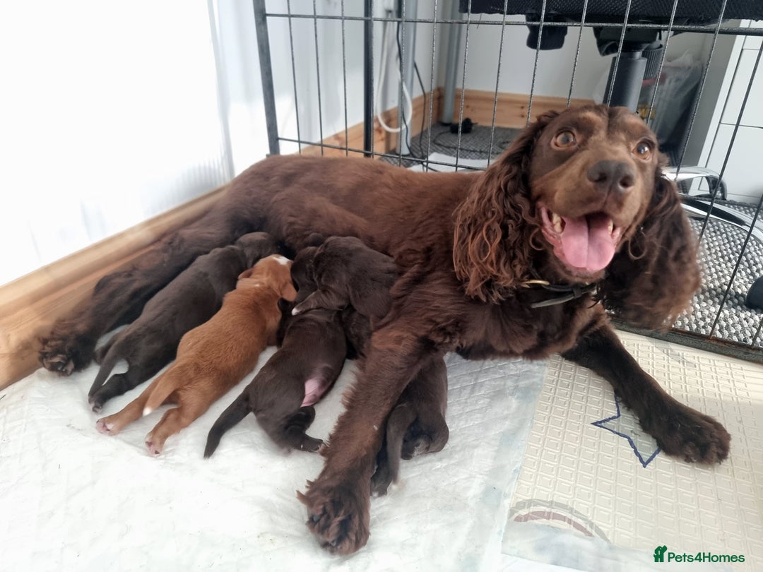 Cocker Spaniel dogs for sale: KC registered cocker spaniels - Image 2