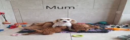 Cavapoochon dogs for sale: Beautiful Cavapoochons puppies 🤩 - Advert 1