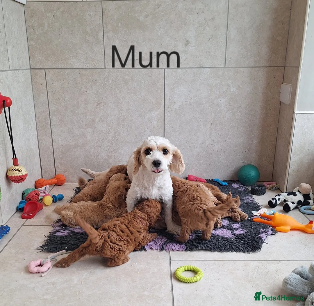 Cavapoochon dogs for sale: Beautiful Cavapoochons puppies 🤩 - Advert 1