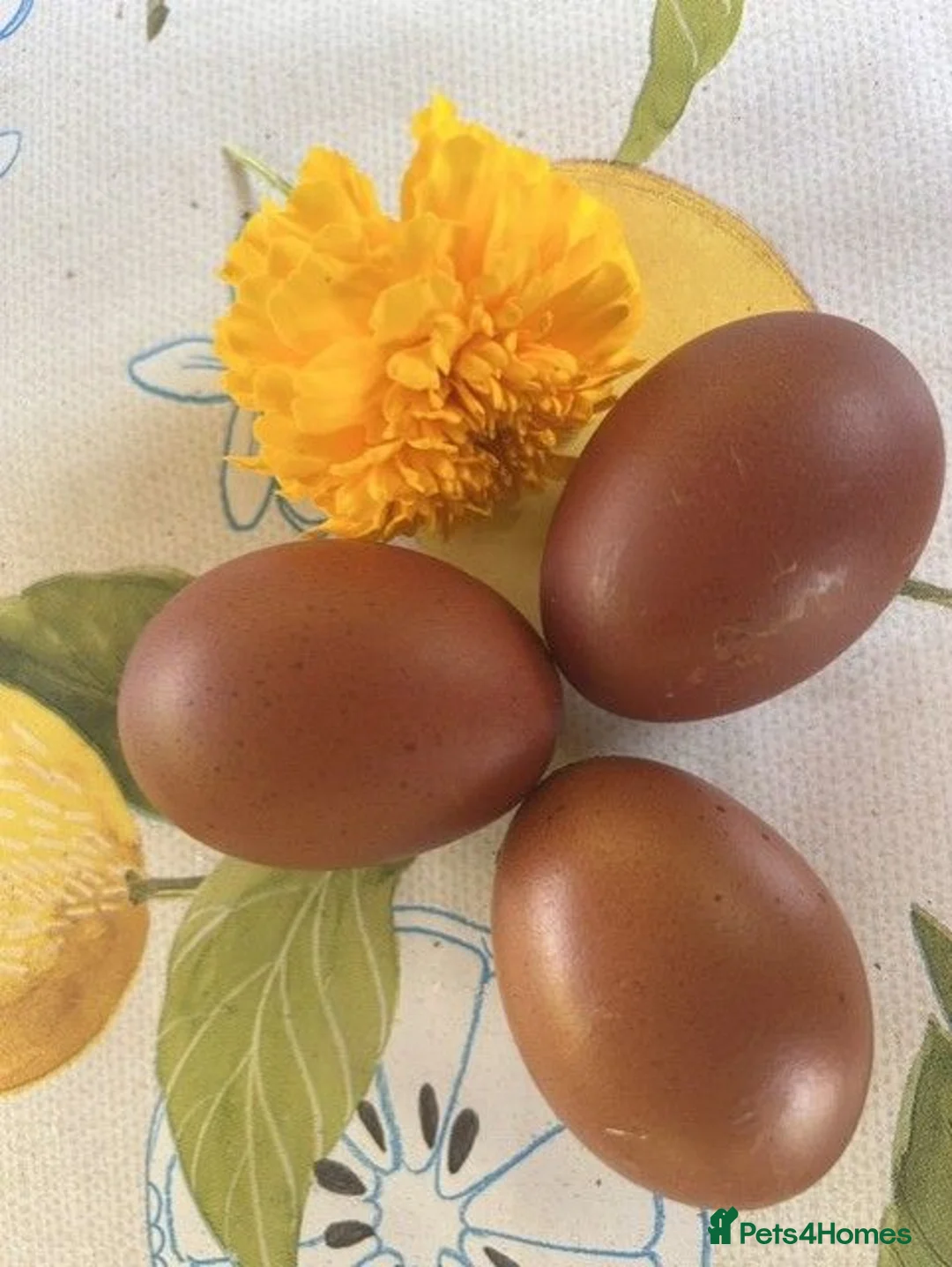 Chickens poultry for sale: French Copper Black Maran Hens for sale - Advert 2
