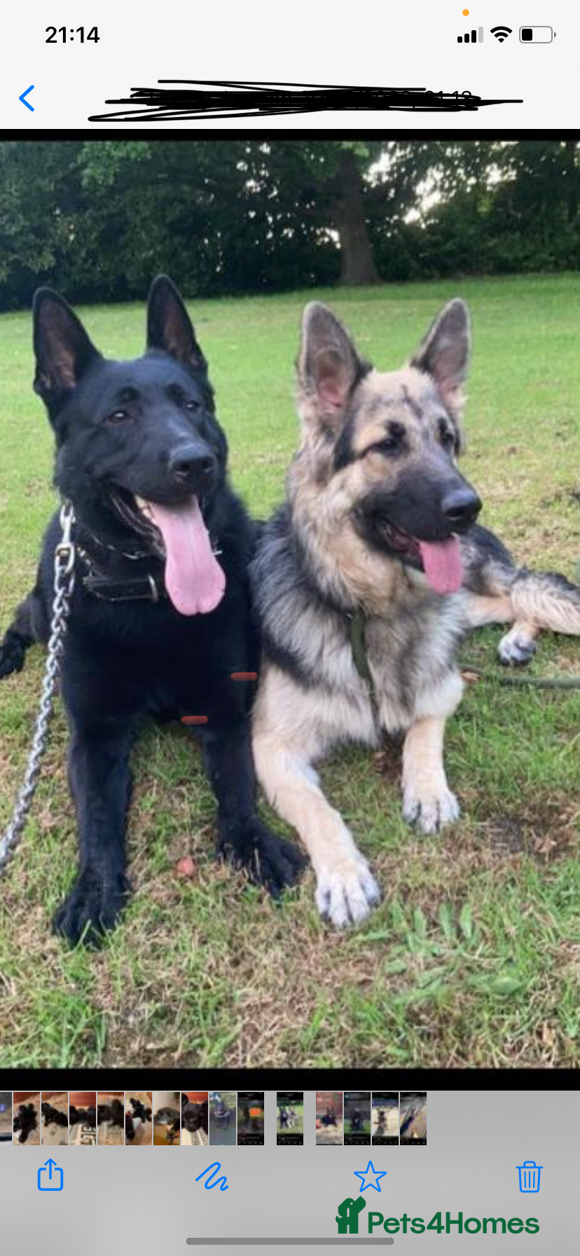 German Shepherd dogs Beautiful German Shepherd Puppies - Advert 5