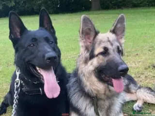 German Shepherd dogs Beautiful German Shepherd Puppies - Advert 6