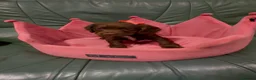 Cocker Spaniel dogs for sale: Cocker spaniel - Advert 13