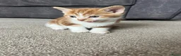 Domestic Shorthair cats for sale: Beautiful male kittens  - Advert 8