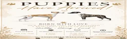 Whippet dogs for sale: Pedigree bred show whippets  in Richmond - Advert 1