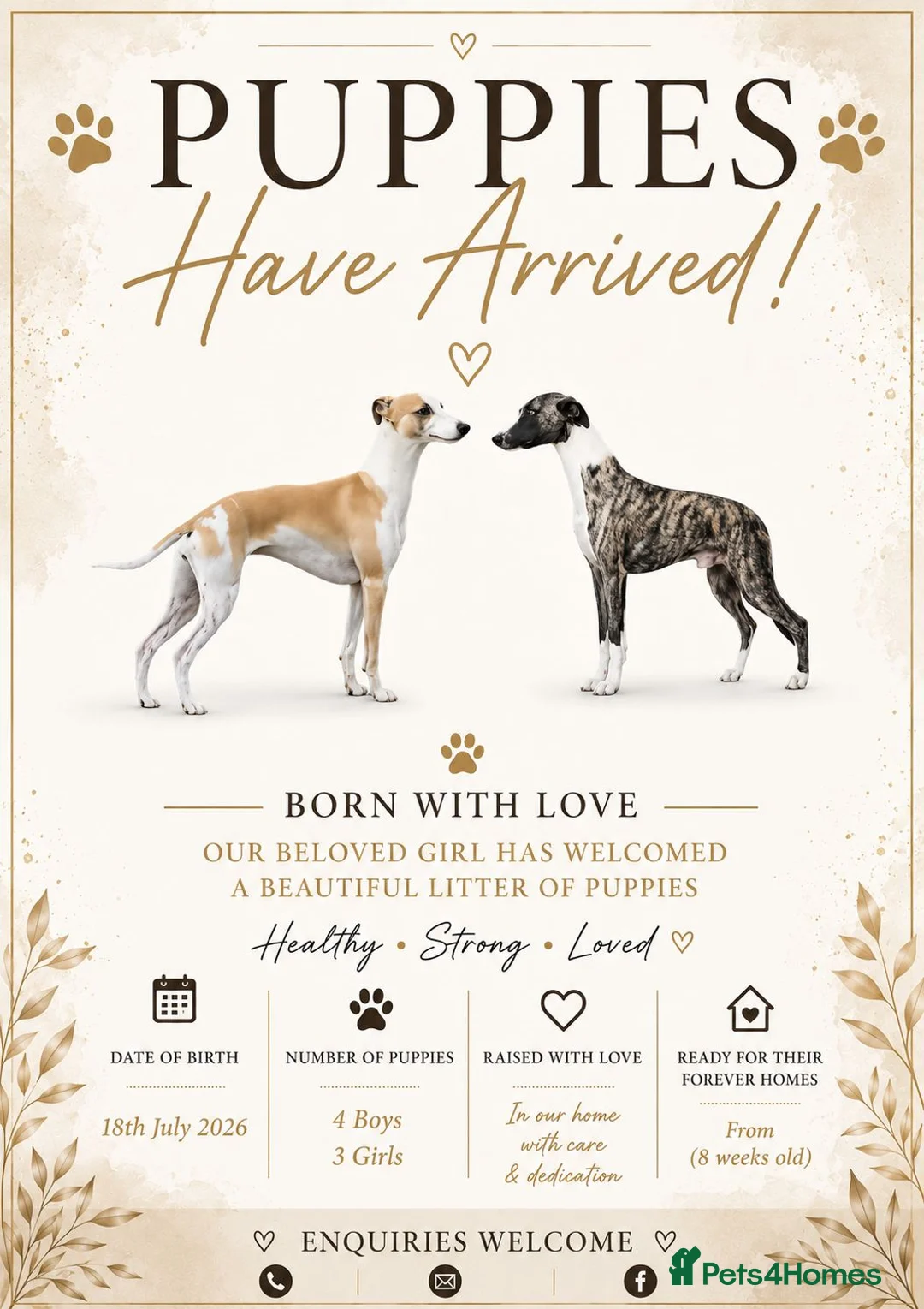 Whippet dogs for sale: Pedigree bred show whippets  in Richmond - Advert 1