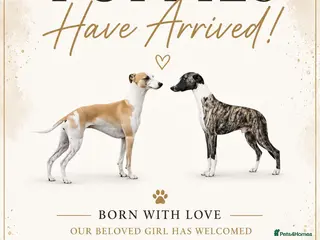 Whippet dogs Pedigree bred show whippets - Advert 1