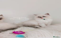 Ragdoll cats for sale: Beautiful Ragdoll kittens 😻😻😻 - Image 17