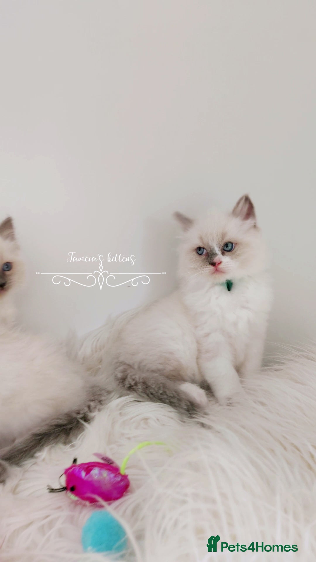 Ragdoll cats for sale: Beautiful Ragdoll kittens 😻😻😻 - Image 17