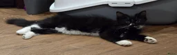 Turkish Angora cats for sale: Black pearl girl and charming boy waiting for you. - Advert 9