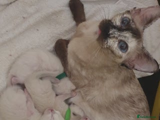 Mixed Breed cats Ragamese Kittens Unique and Delightful - Advert 2