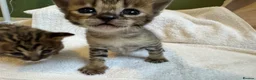 Savannah cats for sale: 🏵️ WORLDS BEST LINES 🏵️ Savannah F2 & F3 Kittens - Advert 18