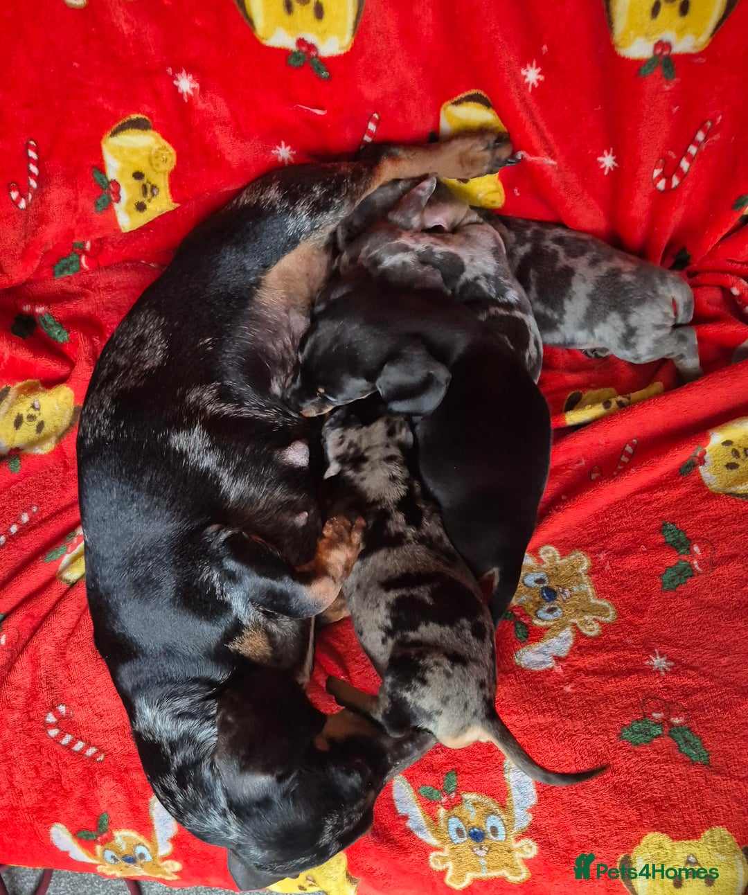 Dachshund dogs for sale: Stunning litter of dachsunds  - Advert 2