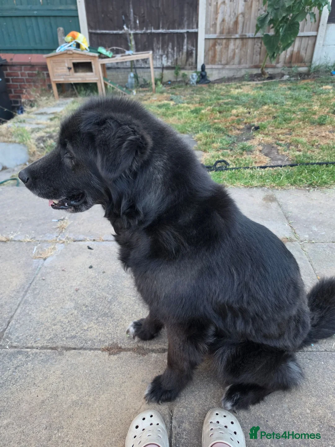 Mixed Breed dogs for sale: 9 year old female. Please read description  in Worksop - Advert 2