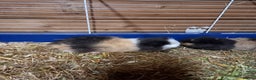 Guinea Pig rodents for sale: Swiss baby guinea-pigs  - Advert 5