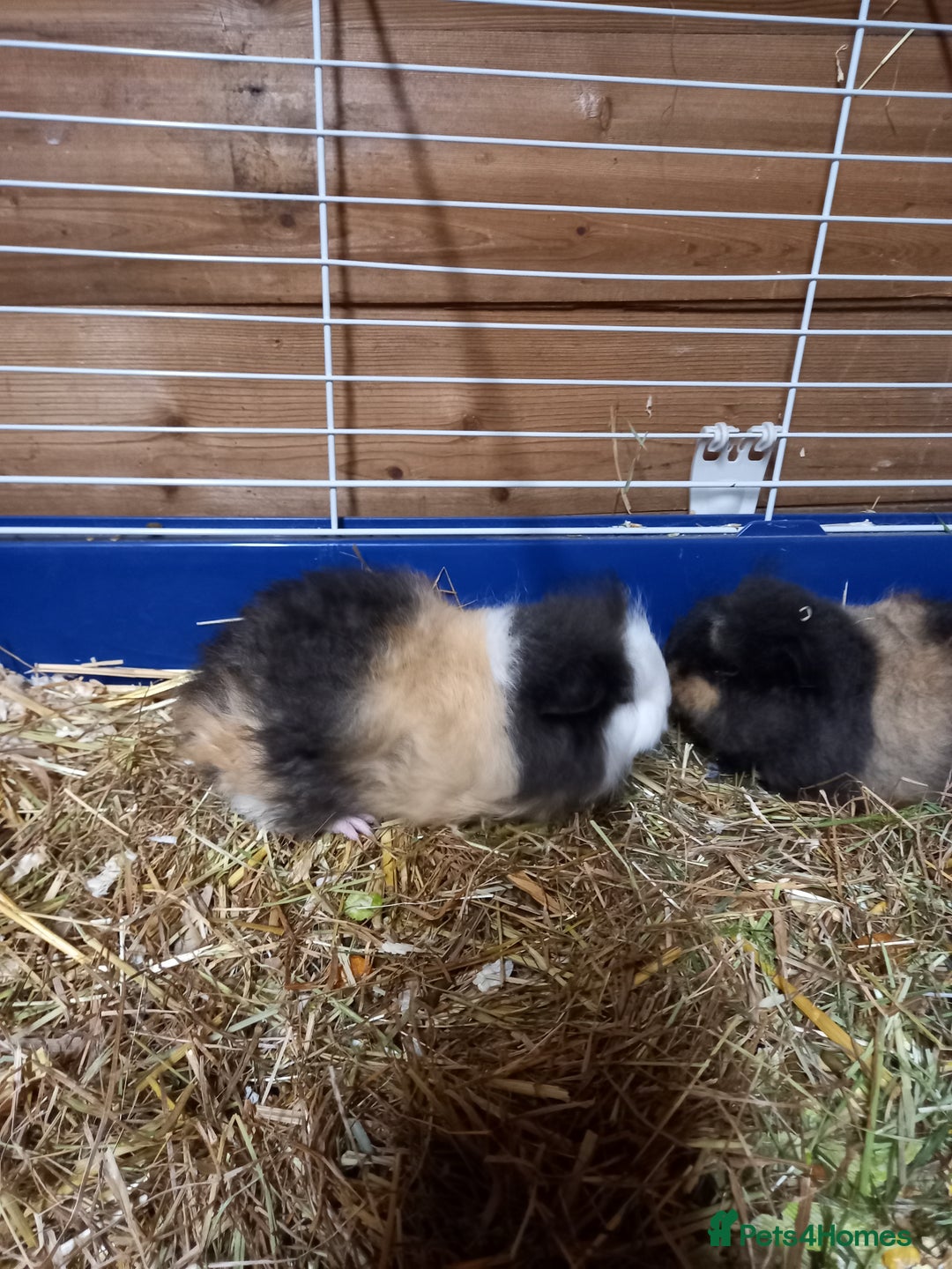 Guinea Pig rodents for sale: Swiss baby guinea-pigs  - Advert 5
