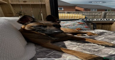 Belgian Shepherd Dog dogs in Blackburn - Advert 6