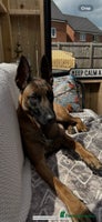 Belgian Shepherd Dog dogs in Blackburn - Advert 14