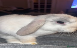 Mini Lop rabbits for sale: READY TO GO Beautiful mini lop rabbit GIRL - Image 3
