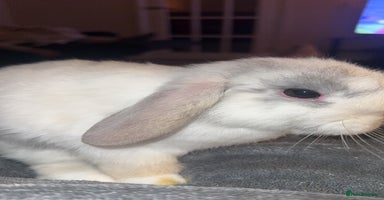 Mini Lop rabbits - Advert 12