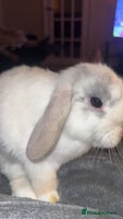 Mini Lop rabbits - Advert 4