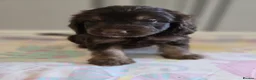Cockapoo dogs for sale: Beautiful Cockapoo babies in Barnsley - Advert 9
