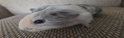 Guinea Pig rodents for sale: 1 swiss 1 shorthaired - Advert 6