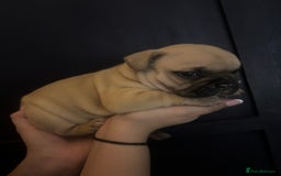 French Bulldog dogs for sale: Beautiful chunky Frenchie pups - Image 17