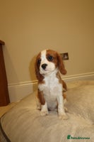 Cavalier King Charles Spaniel dogs - Advert 5