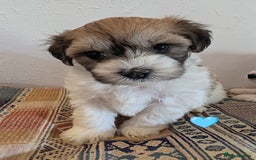Cavachon dogs for sale: Cavachon Puppies - excellent example!  - Image 31
