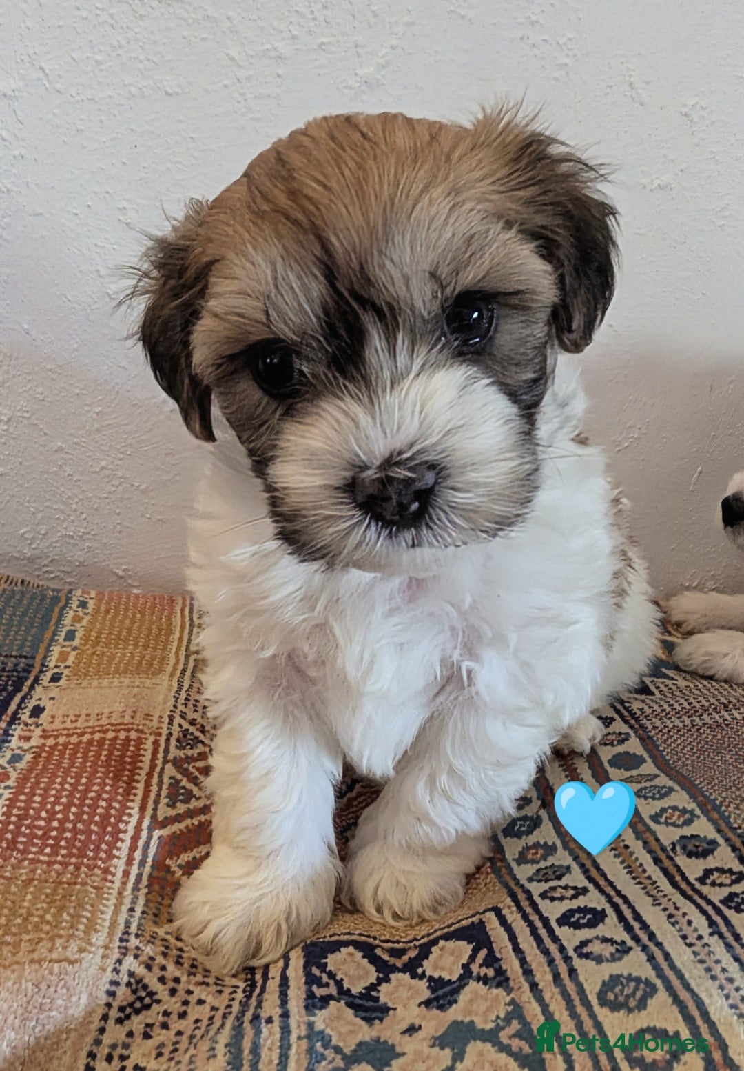 Cavachon dogs for sale: Cavachon Puppies - excellent example!  - Image 31