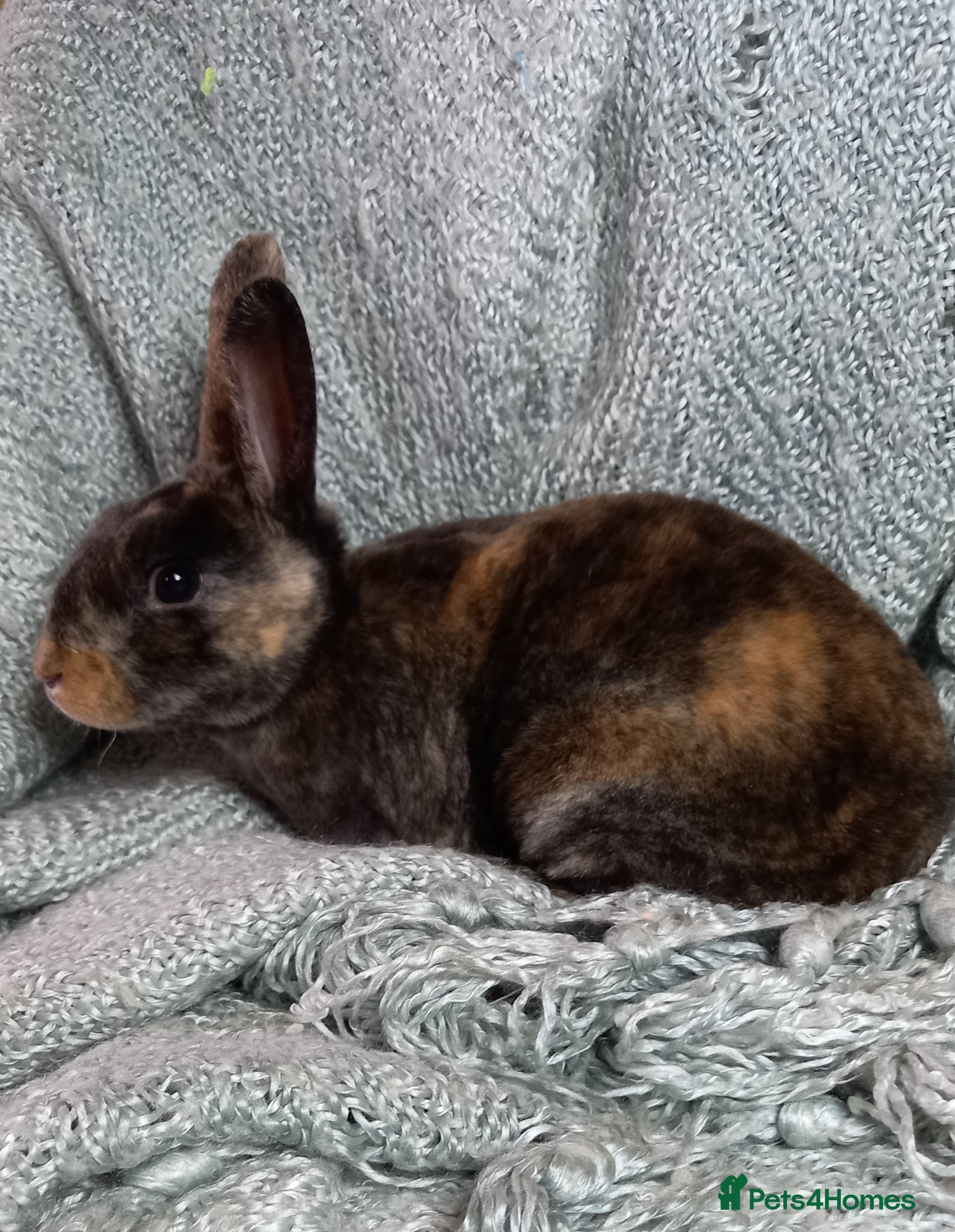 Rex rabbits Rex Rabbit Babies for Sale - Advert 1