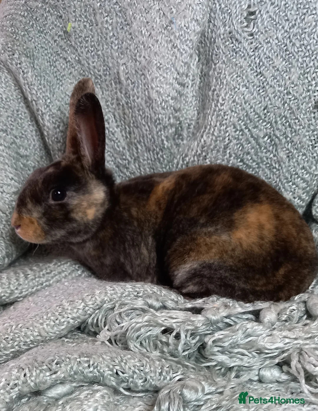 Rex rabbits for sale: Rex Rabbit Babies for Sale - Advert 1