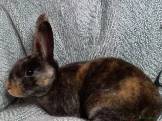 Rex rabbits for sale: Rex Rabbit Babies for Sale - Advert 2