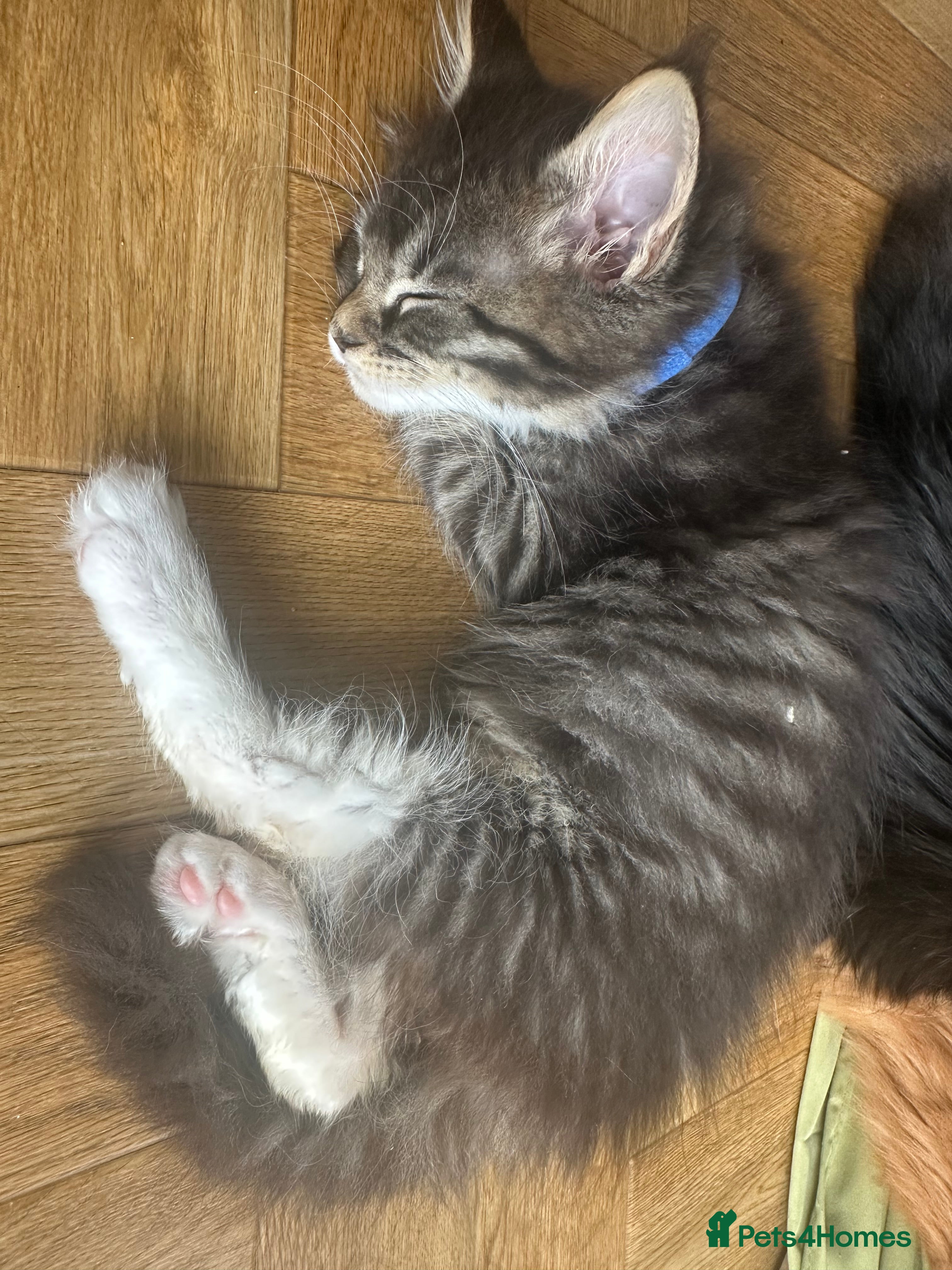 Maine Coon cats Maine Coon Kittens, beautiful colours - 8 wks - Advert 2