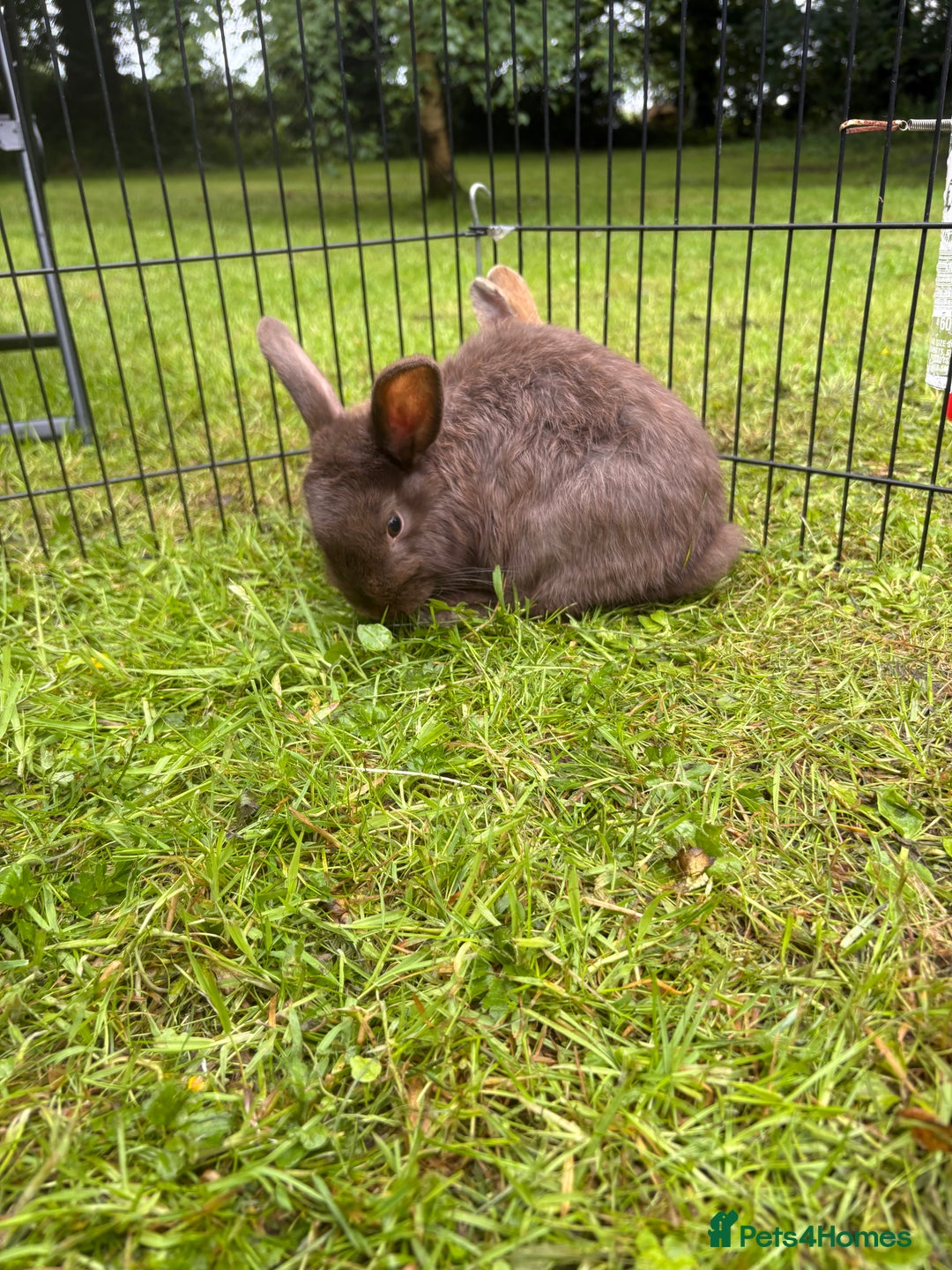 Mini Lion Lop rabbits for sale: Super friendly and loving babies - Image 5