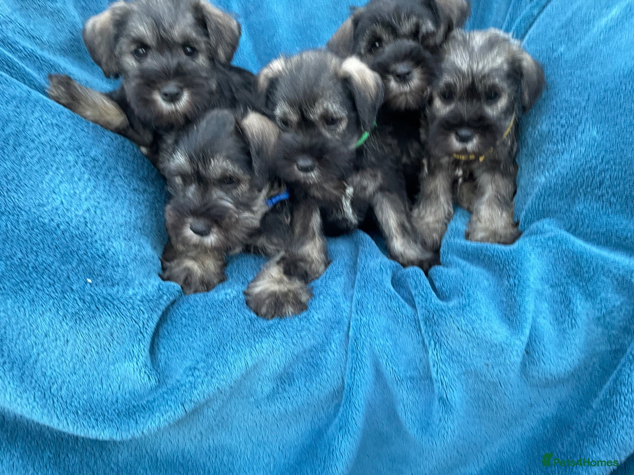 Miniature Schnauzer dogs Miniature schnauzer  - Advert 1