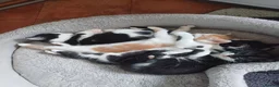 Mixed Breed cats for sale: Lovely black and white female kittens for sale - Advert 3