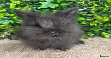 Mini Lop rabbits - Advert 5