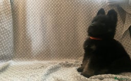 German Shepherd dogs for sale: Czech German Shepherd KC Registered puppies - Image 16