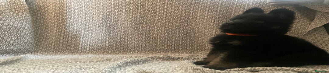 German Shepherd Puppy 4