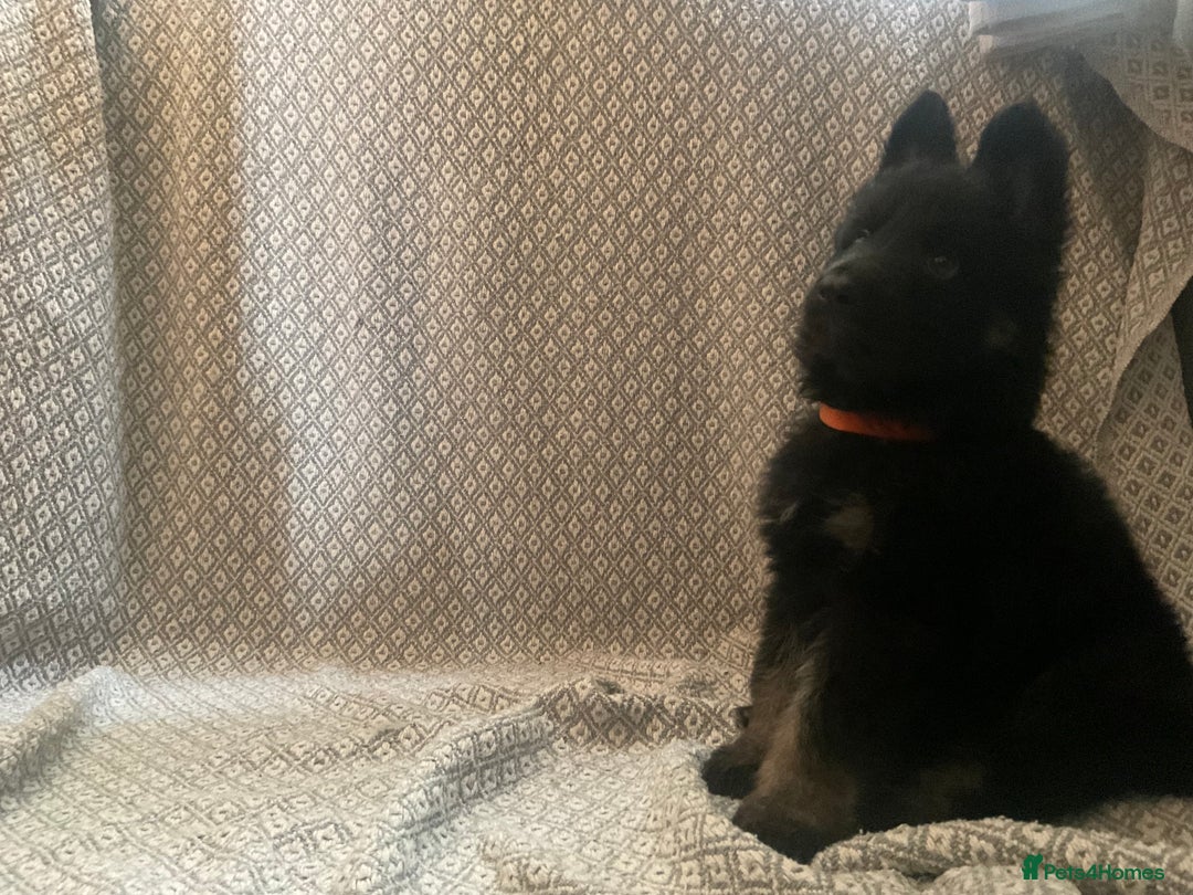 German Shepherd dogs for sale: Czech German Shepherd KC Registered puppies - Image 16