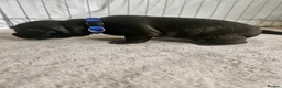 Patterdale Terrier dogs for sale: Patterdale Terrier Pups - Advert 2
