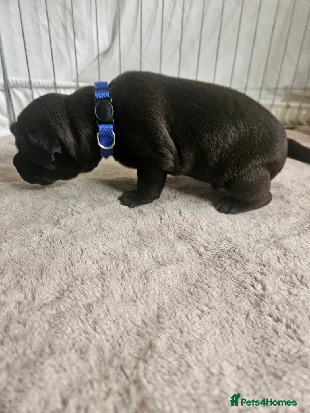 Patterdale Terrier dogs for sale: Patterdale Terrier Pups - Advert 2
