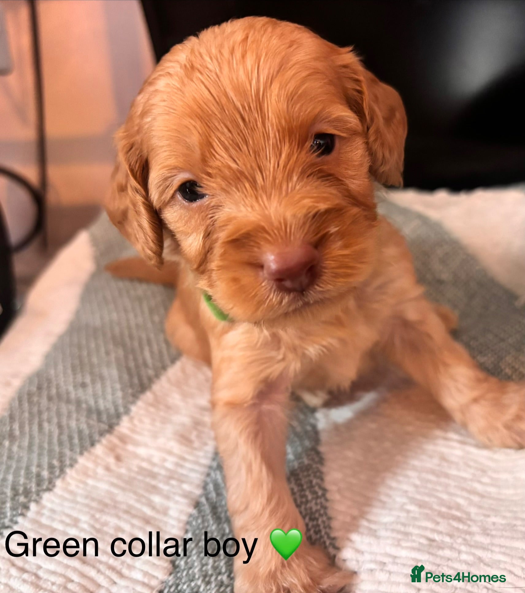 Cockapoo dogs 7 beautiful cockapoo puppies for sale - 1 reserved - Advert 13