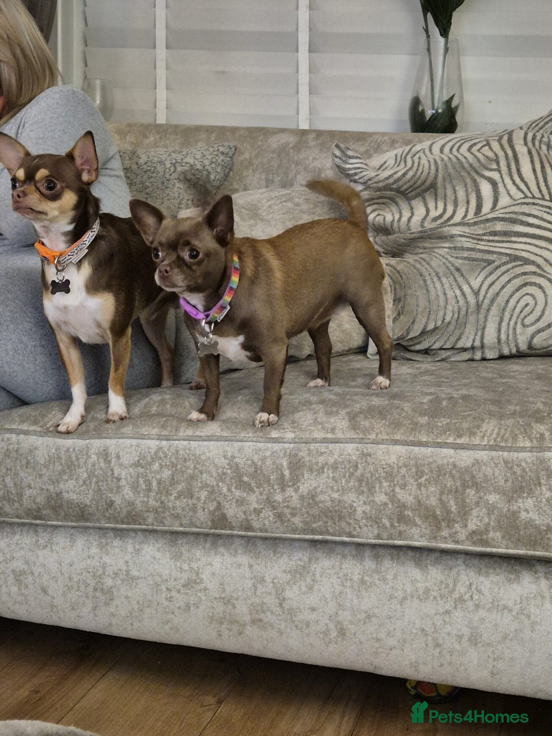 Chihuahua dogs for sale: Puppy - Image 6