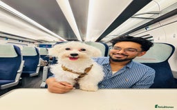 Maltese dogs for sale: LOYAL & LOVING BOW LOOKING FOR NEW HOME  - Image 1