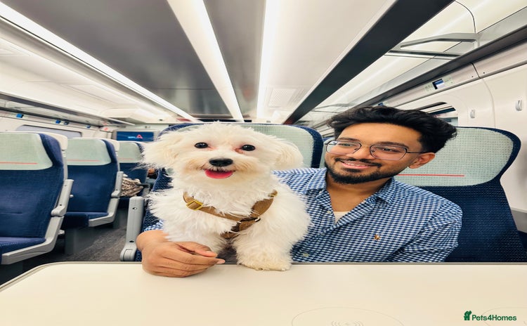 Maltese dogs - Advert 3