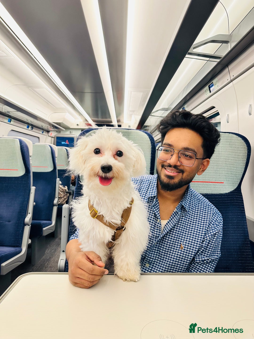 Maltese dogs for sale: LOYAL & LOVING BOW LOOKING FOR NEW HOME  - Image 1